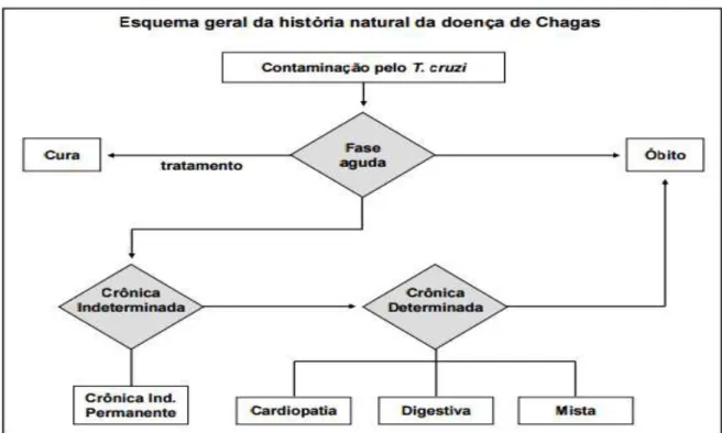 Figura 5. Histórico natural da evolução da doença de Chagas. 