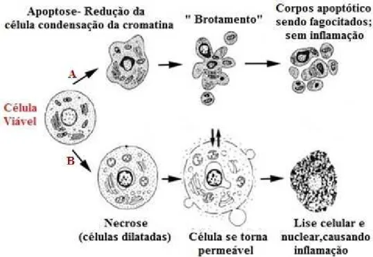 Figura 7. Vias de morte celular por apoptose (A) e necrose(B). 
