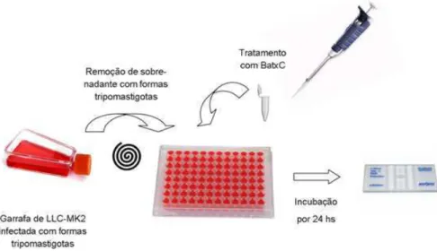 Figura  11.  Ensaio  de  toxicidade  em  formas  tripomastigotas  de  cepas  Y  de  Trypanossoma  cruzi