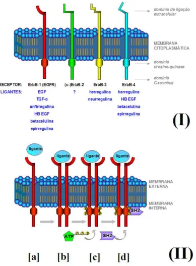 FIGURA 12 – Representação esquemática dos subtipos e do mecanismo de ativação dos receptores ErbB