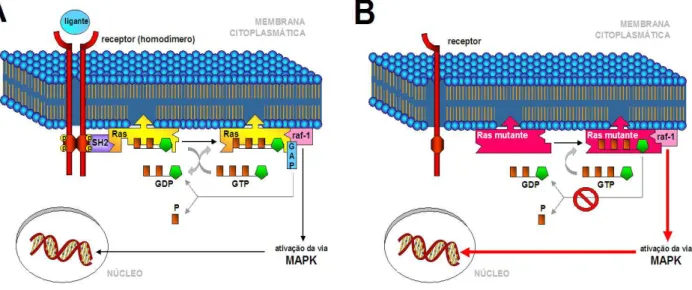 FIGURA 13 – Modelo esquemático da atuação das proteínas Ras “normal” (A) e mutante (B) na  sinalização intracelular