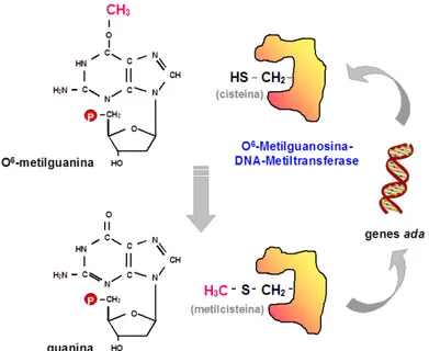 FIGURA 19 – Representação esquemática do mecanismo de ação da O 6 -Metilguanosina-DNA- -Metilguanosina-DNA-Metiltransferase (MGMT)