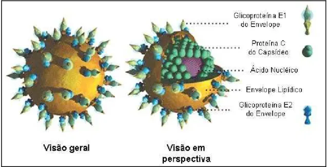 Figura 1 - Estrutura do vírus da hepatite C.
