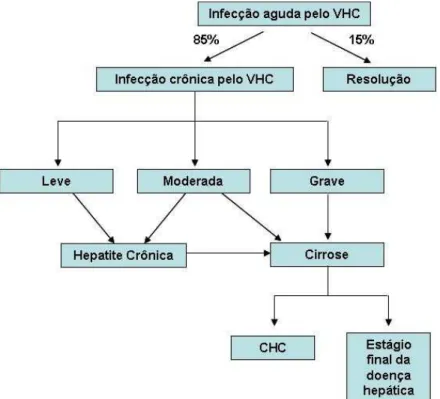 Figura   6  -  Diagrama  representativo   do  curso  da  doença  como   resultado   da  infecção  pelo  VHC