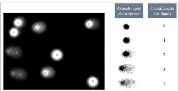 Figura 4. Fotomicrografia do Ensaio cometa com diferentes tipos de dano ao DNA. 