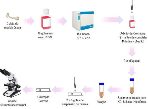 Figura 12. Esquema representativo do procedimento experimental para realização do teste de aberrações  cromossômicas