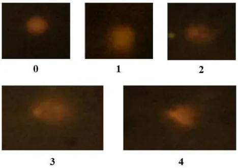 Figura 15. Perfil fotomicrográfico de cometas analisados após lise, eletroforese e coloração com GelRed