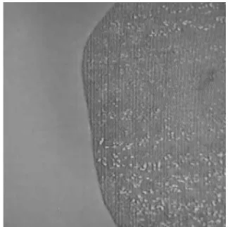Figura 1. Microfotografia (100x) de um corte transversal de alho sem  revestimento.