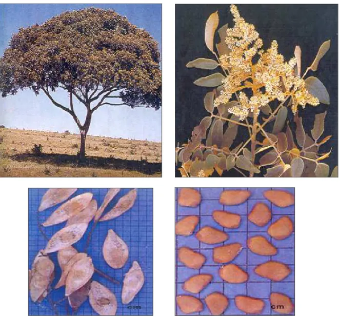 Figura 01: Fotografia da espécie de Sclerolobium rugosum e detalhes das folhas,  flores e sementes [Lorenzi, 1998]
