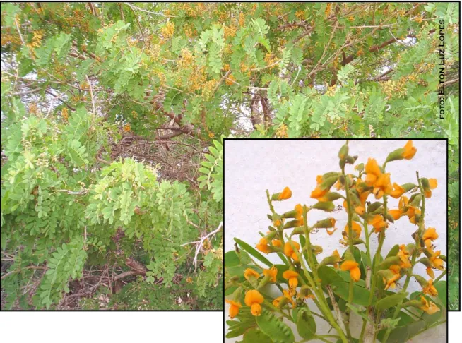 Figura 02: Foto das folhas com detalhe para inflorescência de G. spinosa. 