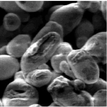Figura 2. Água deionizada  x  3.000 - Células de S. cerevisiae após con- con-tato com água deionizada por 16 horas a 26-28 °C