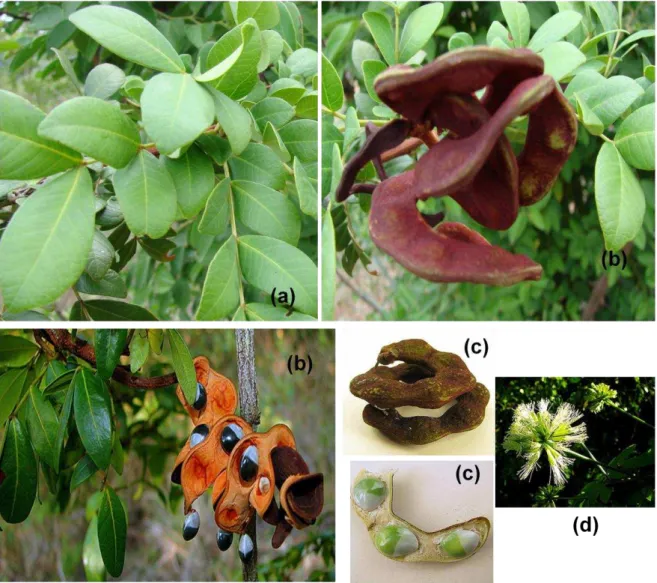 Figura  01.  Abarema  cochliacarpos  (Gomes)  Barneby  &amp;  J.W.Grimes.  (a)  Folhas,  (b)  Folhas e Fruto, (c) Fruto e (d) Flores