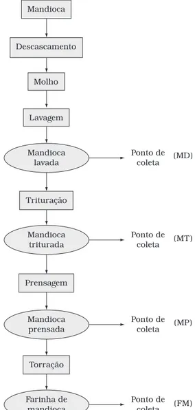 Figura 1. Pontos de coleta e etapas do processamento da farinha de  mandioca do grupo d’água.