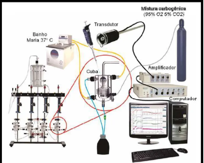 Figura 11 - Sistema utilizado nos ensaios de contratilidade in vitro em traqueia de rato 