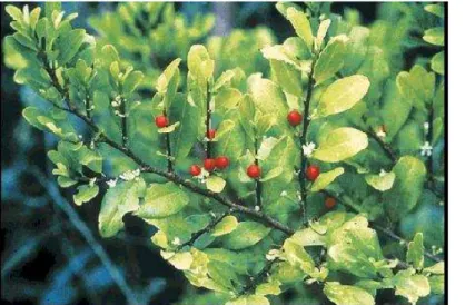 Figura I-1a. Planta Erythroxylon coca Shrub; 1b. Representação do Cloridrato de cocaína 