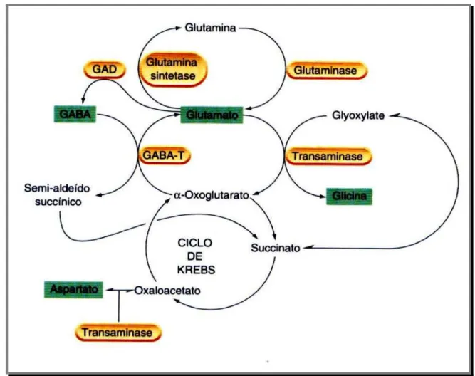 Figura I-7. Metabolismo dos aminoácidos transmissores no cérebro.  As substâncias  estão  indicadas  nos  quadros  verdes