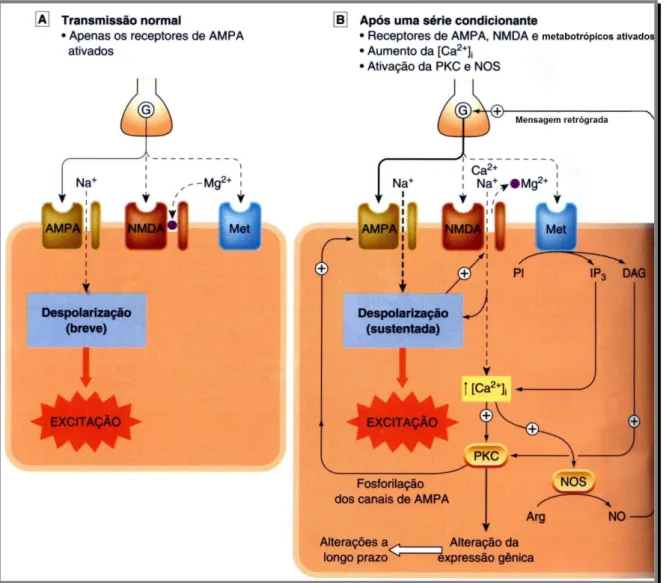 Figura  I-8.  Mecanismos  da  potenciação  a  longo  prazo  (LTP).  A  Com  a  atividade  sináptica  infreqüente,  o  glutamato  ativa  principalmente  os  receptores  AMPA