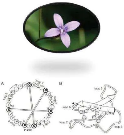 Figura 1: Primeiro ciclotídeo isolado, da espécie Oldenlandia affinis (Rubiaceae).  