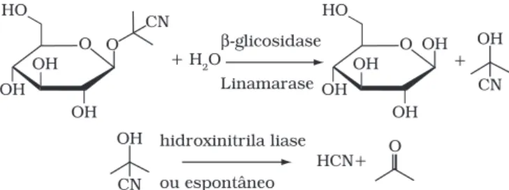 Figura 1. Esquema reacional para a degradação enzimática da lina- lina-marina. 