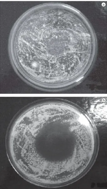 Figura 1. Teste do halo de inibição para fungo em contato com o filme controle (a) e com o filme de 7% ácido sórbico (b).
