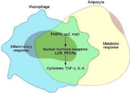 Figura 3: integração das respostas metabolicas e imunes nos adipócitos e nos  macrófagos através de mecanismos compartilhados