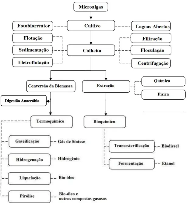 Figura 4  –  Sequência das etapas para transformação das microalgas em biocombustíveis 