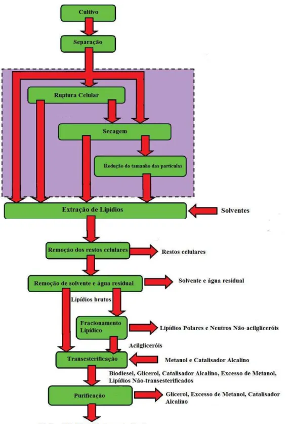 Figura 5 - Fluxograma das etapas de processamento necessárias à produção de biodiesel a partir da biomassa  microalgal 
