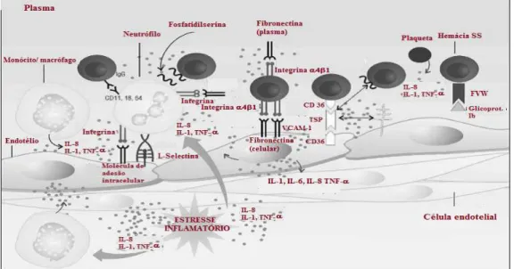 Figura 6 - Participação das células e moléculas na instauração e manutenção de um ciclo inflamatório  crônico a partir de interações entre célula-célula e célula-endotélio