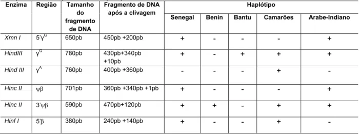 Tabela 3 -  Enzimas de restrição utilizados para a detecção de haplótipos do cluster do gene beta S,  regiões de sítios polimórficos,  tamanho dos fragmentos de DNA antes e após a clivagem e o padrão  de polimorfismo para cada haplótipo