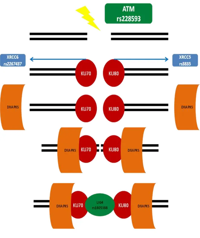 Figura 4: Apresentação esquemática do mecanismo de reparo por Junções por Extremidades  Não  Homólogas  (NHEJ)  apresentando  os  principais  genes  atuantes  e  os  respectivos  polimorfismos analisados no presente estudo