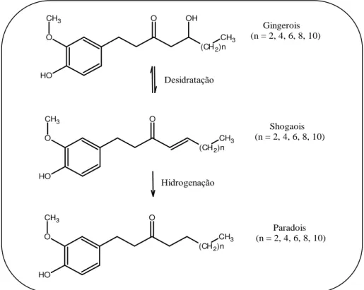 Figura 5 – Representação simplificada da conversão dos gingerols em outras formas homólogas  (Modificado de Reinhard, 2005 )