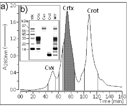 Figura 3: a) Perfil cromatográfico do fracionamento do veneno total da C. d. cumanensis em  HPLC de exclusão molecular; b) Análise do veneno total (WV), crotoxina (Crtx), Convulxina  (CVX) e Crotamina (Crot) em Tricine PAGE-SDS