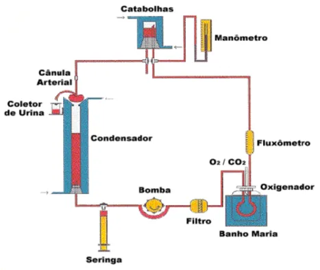 Figura 4.  Desenho esquemático do sistema de perfusão de rim isolado. 