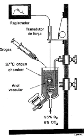 Figura 7: Representação esquemática do sistema de banhos orgânicos para órgãos  isolados