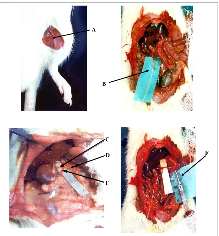 Figura 7 – Técnica cirúrgica. A – veia femoral; B – ureter direito canulado; C – artéria  renal; D – artéria mesentérica; E – aorta; F – cânula arterial