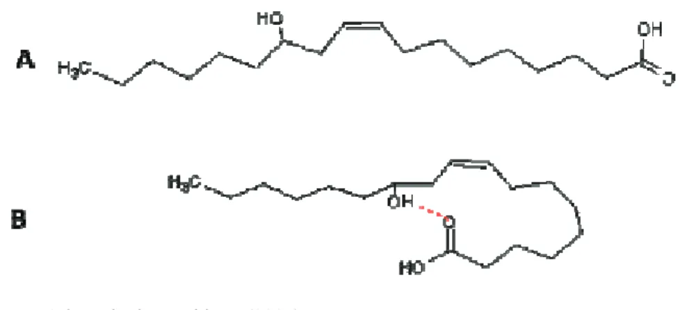 Figura 4 - Estrutura molecular do ácido ricinoleico: A – cadeia aberta  e  B – cadeia com ponte de hidrogênio intramolecular 