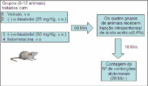 FIGURA 5.  Representação esquemática do modelo de nocicepção viceral  induzida por ácido acético