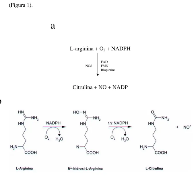 Figura 1.Síntese do NO. No painel (a) é mostrado um esquema geral comsubstratos,  enzima, cofatores e principais produtos da via L-arginina-NO