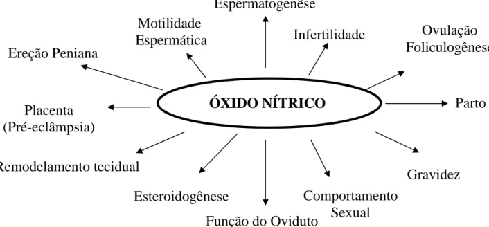 Figura 3. Papel do óxido nítrico na fisiologia do trato reprodutivo masculino e feminino