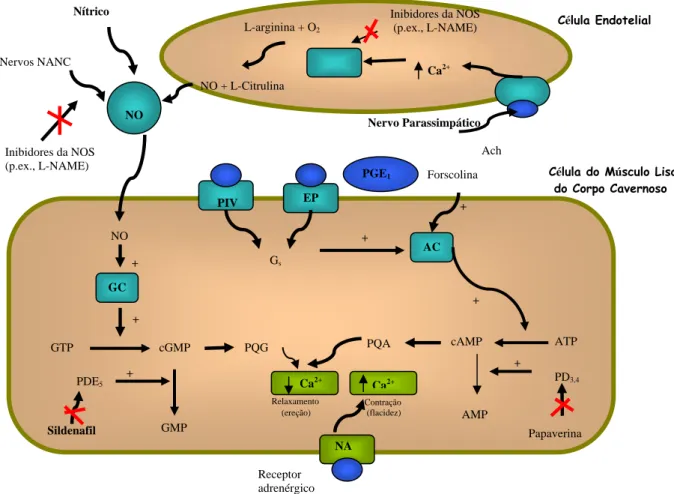 Figura 4. Mecanismos de regulação do tônus da musculatura lisa do corpo  cavernoso e ereção peniana e modulação farmacológica