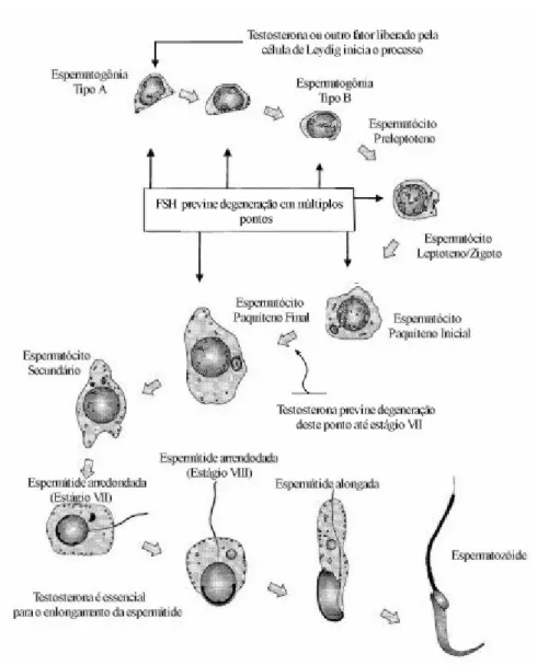 Figura 6- Espermatogênese no rato. Os efeitos da testosterona e FSH na progressão das  células espermatogênicas são mostrados (setas) no esquema acima