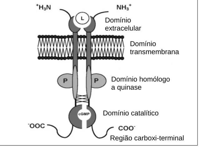Figura  01  –  Estrutura  molecular  da  guanilato  ciclase  C  (GC-C)  na  sua  forma  dimerizada