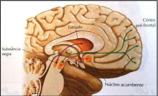 Figura 2. Vias dopaminérgicas no Sistema Nervoso Central (SNC). 