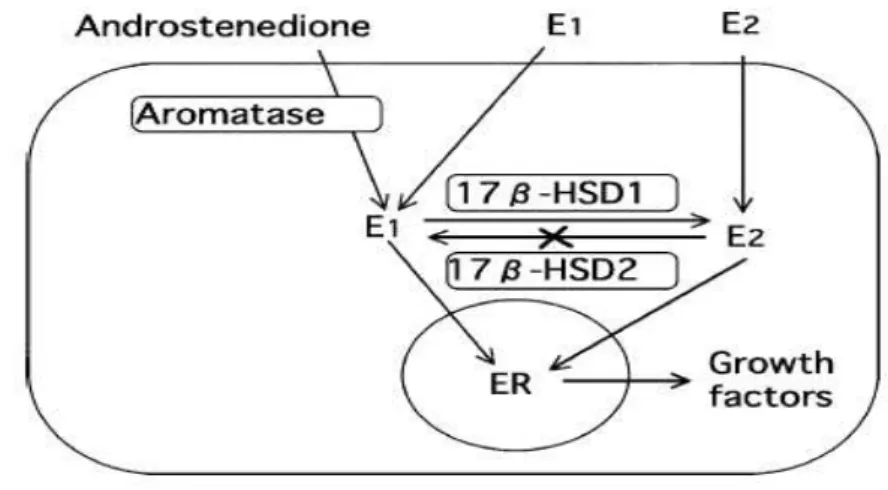 Figura 2.   Esquema do metabolismo estrogênico na célula endometriótica 