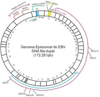 FIGURA 1 - Representação esquemática do genoma do vírus Epstein-Barr (EBV). As regiões do genoma  determinadas pelo ponto de restrição da enzima BamHI, são representadas pelas letras dispostas no interior do  círculo