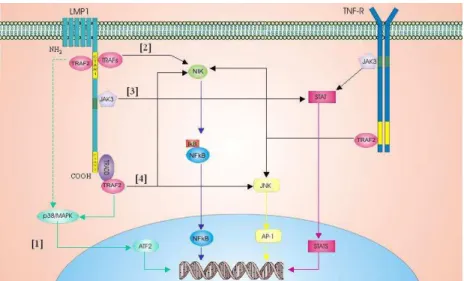FIGURA  2  -  Representação  esquemática  da  estrutura  da  LMP1  e  as  vias  de  sinalização  envolvidas