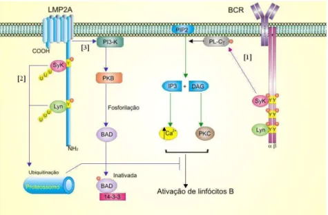FIGURA 3 - Representação esquemática da estrutura da LMP2A e as vias de sinalização envolvidas