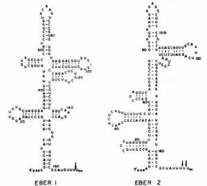 FIGURA  4  -  Representação  esquemática  das  possíveis  estruturas  secundárias  dos  EBERs