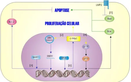 FIGURA 9 - Representação esquemática de possíveis vias tumorigênicas do EBV em carcinoma gástrico