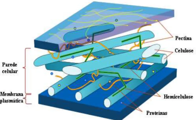 Figura 1 - Organização geral da estrutura dos lignocelulósicos 1 . 